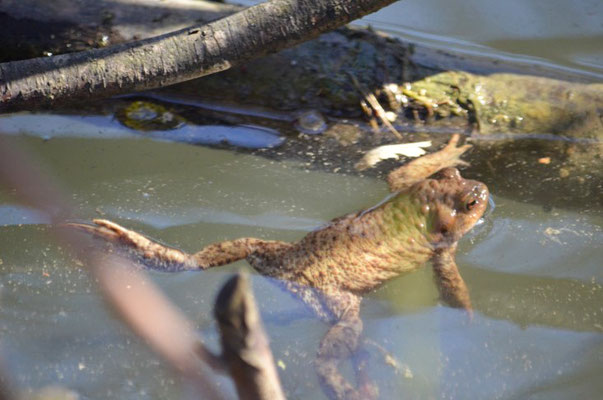 Schwimmende Erdkröte (Foto: Braun)