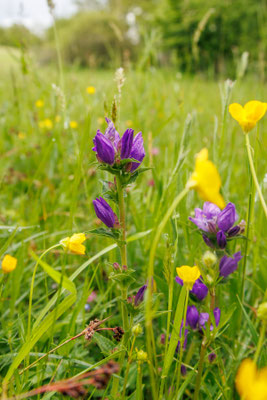 Knäuel-Glockenblume/Campanula glomerata (Foto: H. Budig)