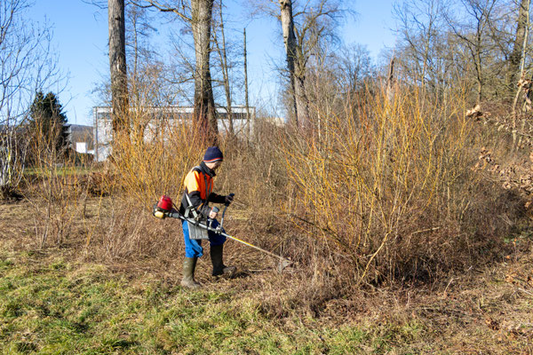 Mit der Motorsense geht es den hohen Gräsern an den Kragen (Foto: B. Budig)