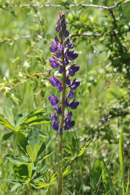 Vielblättrige Lupine (Lupinus polyphyllus) /Foto: E. Maier-Drös