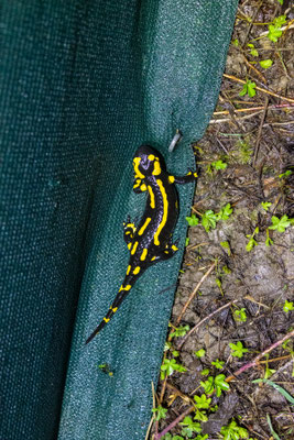 Großer Feuersalamander (Foto: B. Budig)