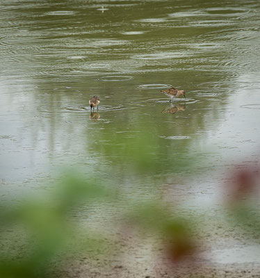 Kampfläufer im Regen (Foto: Svenja Spannagel)