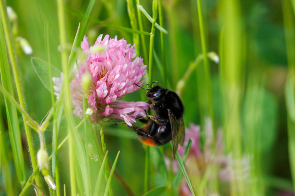 Steinhummel/Bombus lapidarius am Rotklee/Trifolium pratense (Foto: H. Budig)