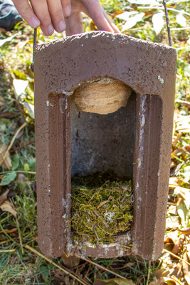 Meisennest und begonnenes Wespennest in einem Kasten (Foto: H. Budig)