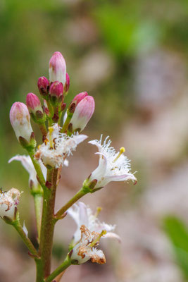 Blühender Fieberklee/Menyanthes trifoliata (Foto: H. Budig)