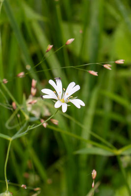 Große Sternmiere (Stellaria holostea) (Foto: H. Budig)