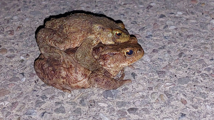 Erdkröten-Pärchen (Foto: R. Disselnkötter)
