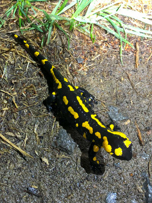 Der Feuersalamander aus Marwins Perspektive (Foto: M. Stelzer)