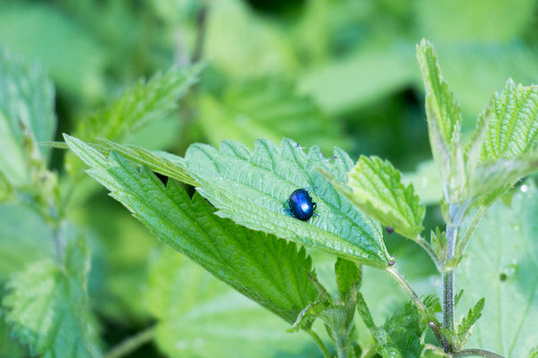 Blattkäfer indet. (Chrysomelidae) /Foto: B. Budig