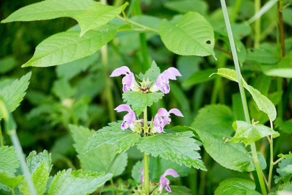 Gefleckte Taubnessel (Lamium maculatum) /Foto: B. Budig