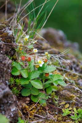 Wald-Erdbeere/Fragaria vesca (Foto: B. Budig)