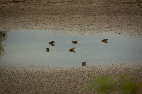 Krickenten im Teich (Foto: Svenja Spannagel)