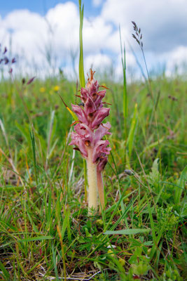 Nelken-Sommerwurz/Orobanche caryophyllacea (Foto: H. Budig)