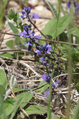 Schopfige Kreuzblume (Polygala comosa) /Foto: E. Maier-Drös