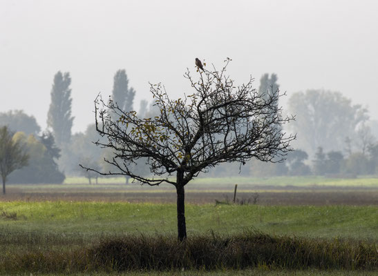 Turmfalke/Falco tinnunculus (Foto: B. Budig)