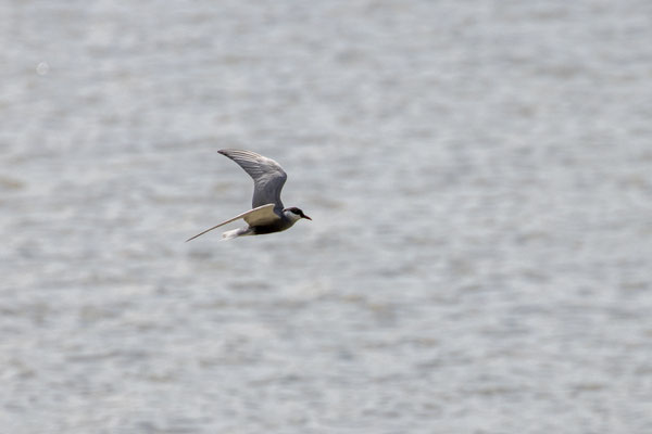 Weißbartseeschwalbe im Flug (Foto: B. Budig)