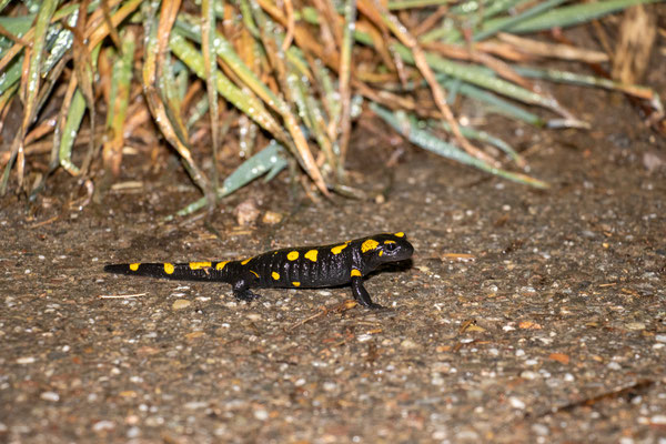 Feuersalamander auf dem Feldweg entlang des Waldes (Foto: B. Budig)