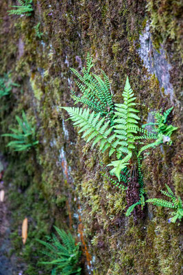 Wurmfarn (Dryopteris) und Braunstieliger Streifenfarn (Asplenium trichomanes) (Foto: H. Budig)