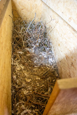 Dohlennest im Nistkasten im Kirchturm (Foto: H. Budig)