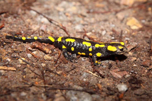 Feuersalamander auf dem Waldweg (Foto: B. Budig)