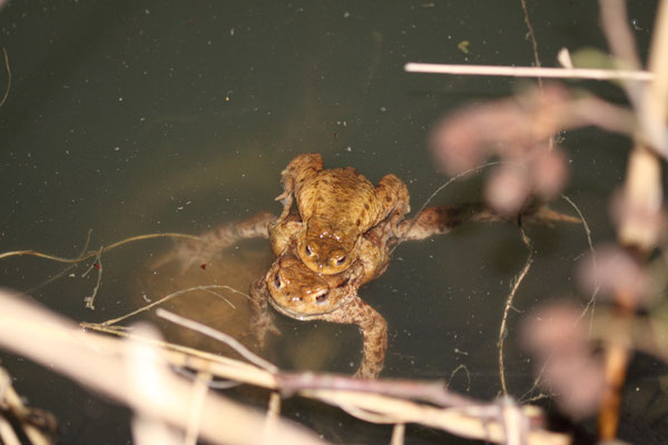 Erdkrötenpäarchen im Forstwaldteich (Foto: B. Budig)