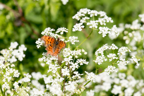 C-Falter (Polygonia c) /Foto: B. Budig