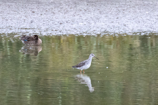 Dunkler Wasserläufer im Schlichtkleid (Foto: B. Budig)