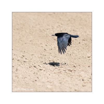 Saatkrähe [Corvus frugilegus]  /  wildlife