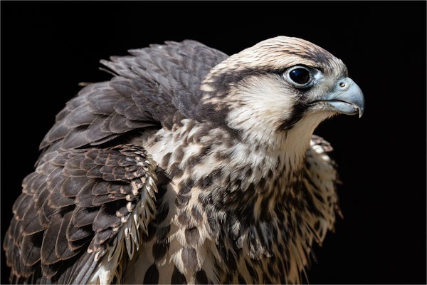 Lannerfalke [Falco biarmicus]