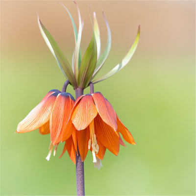 Kaiserkrone [Fritillaria imperialis]