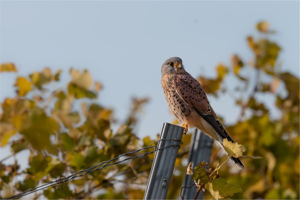 Turmfalke [Falco tinnunculus]  /  wildlife