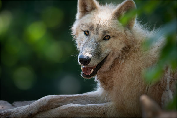 Europäische Wolf [Canis lupus]