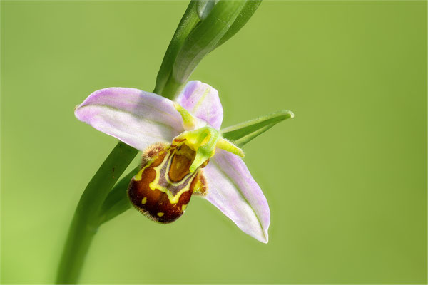 Bienen-Ragwurz [Ophrys apifera]