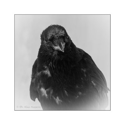 Aaskrähe [Corvus corone]  /  wildlife