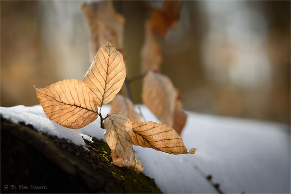 Blätter / Winter