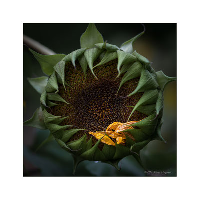 Sonnenblume [Helianthus spec.]
