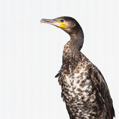 Kormoran [Phalacrocorax carbo]  /  wildlife