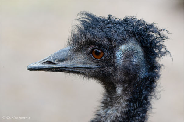 Emu [Dromaius novaehollandiae]