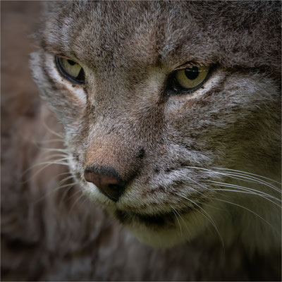 Eurasischer Luchs oder Nordluchs [Lynx lynx]
