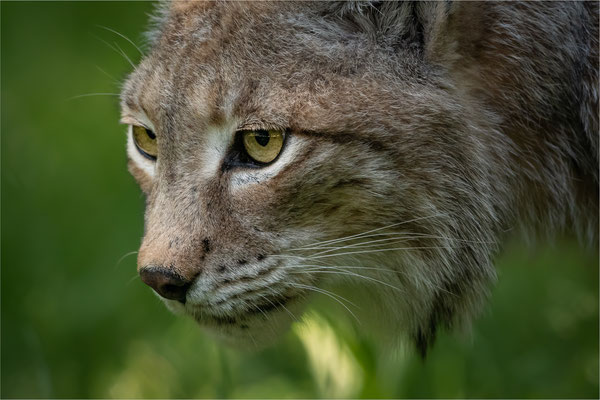 Eurasischer Luchs oder Nordluchs [Lynx lynx]