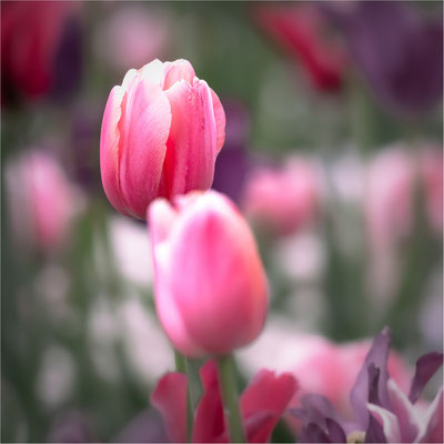Tulpe [Tulipa spec.]