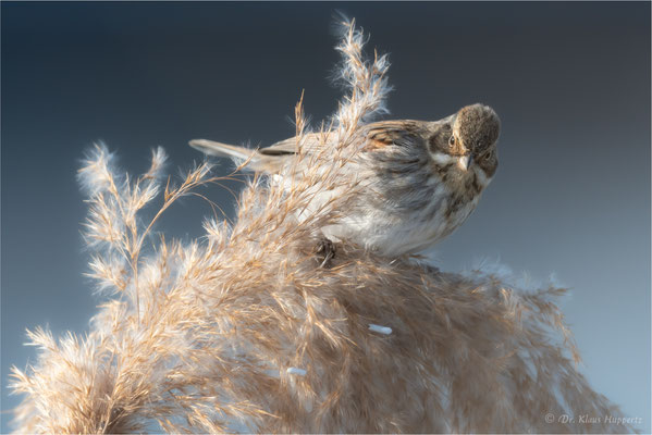 Rohrammer [Emberiza schoeniclus]  /  wildlife