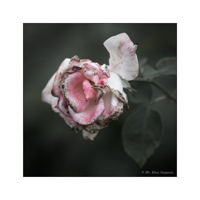 Rose [Rosa spec.]