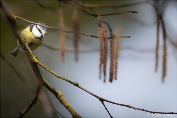 Blaumeise [Cyanistes caeruleus] / wildlife
