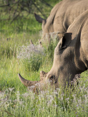 Pilanesberg, South Africa