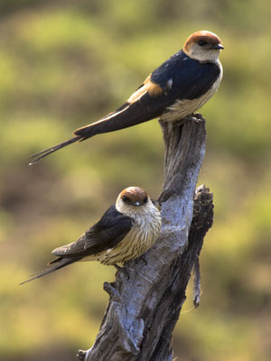 Pilanesberg, South Africa