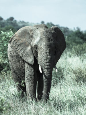 Pilanesberg, South Africa