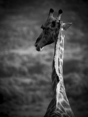 Pilanesberg, South Africa