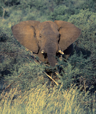 Pilanesberg, South Africa