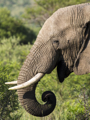 Pilanesberg, South Africa